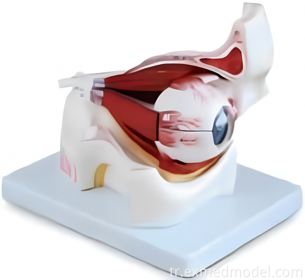 Yörünge modeli içinde büyütülmüş göz Enlarged Eye within the Orbit Model